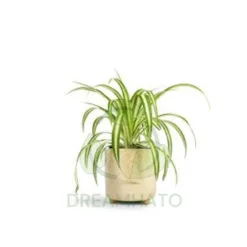 Spider Plant (Chlorophytum comosum) in California